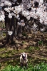 *〜桜並木〜*