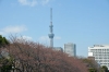 *〜4月1日さくら〜*