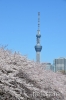 *〜4月7日さくら〜*