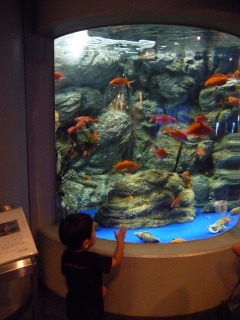 しながわ水族館
