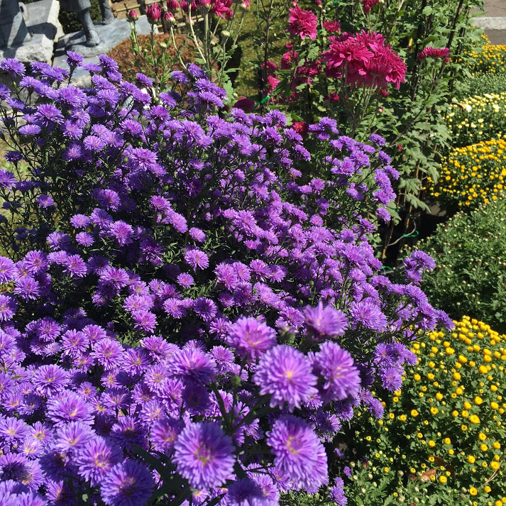 菊