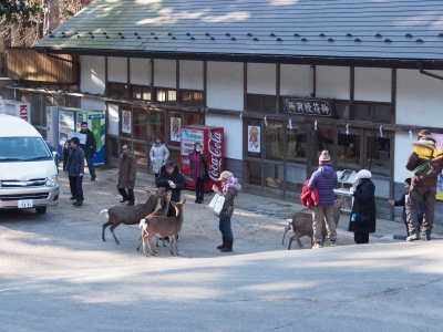 新春の社頭