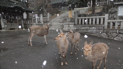 雪の中の鹿
