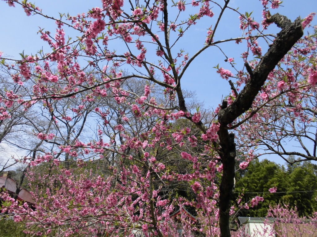 古河総合公園のはなもも1