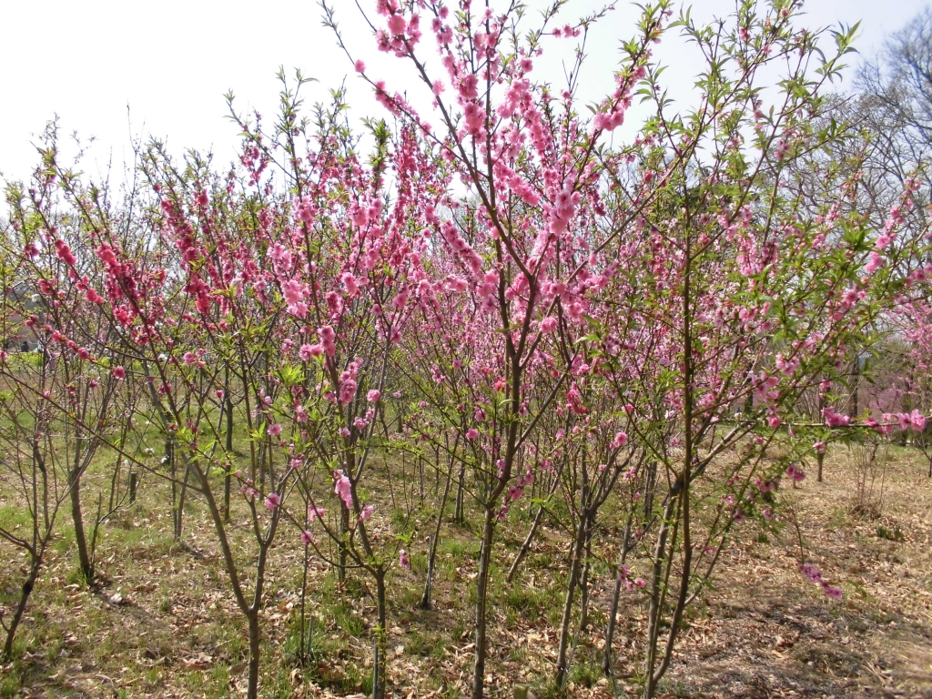 古河総合公園のはなもも2