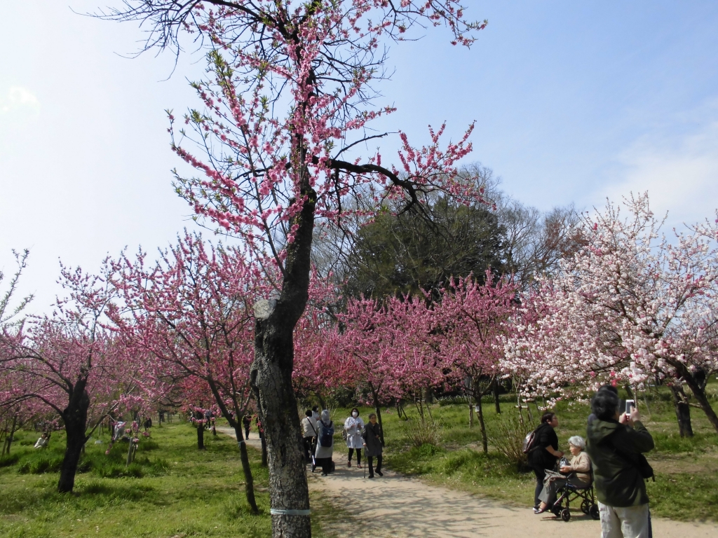 古河総合公園のはなもも3
