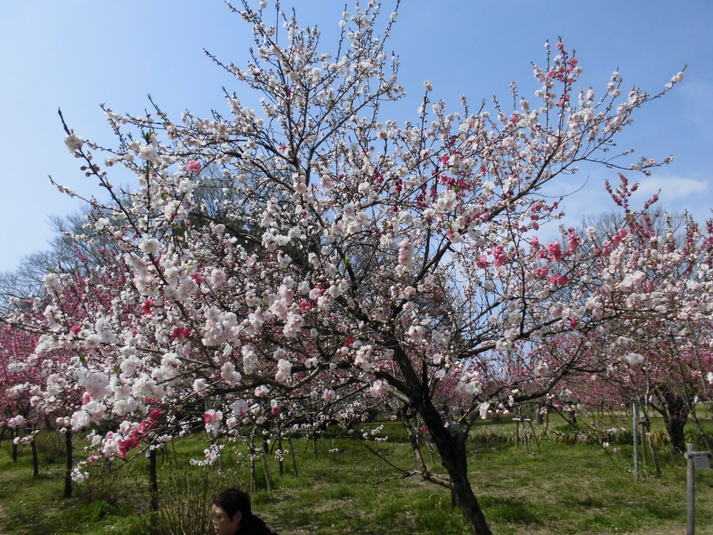 古河総合公園のはなもも4