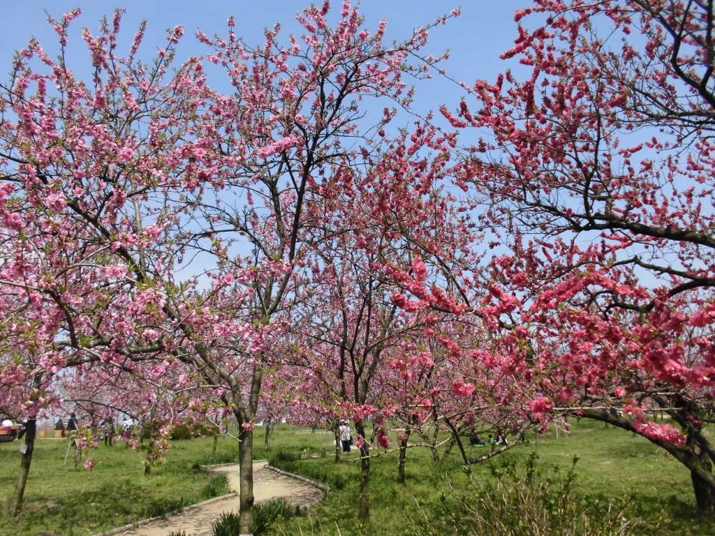 古河総合公園のはなもも5