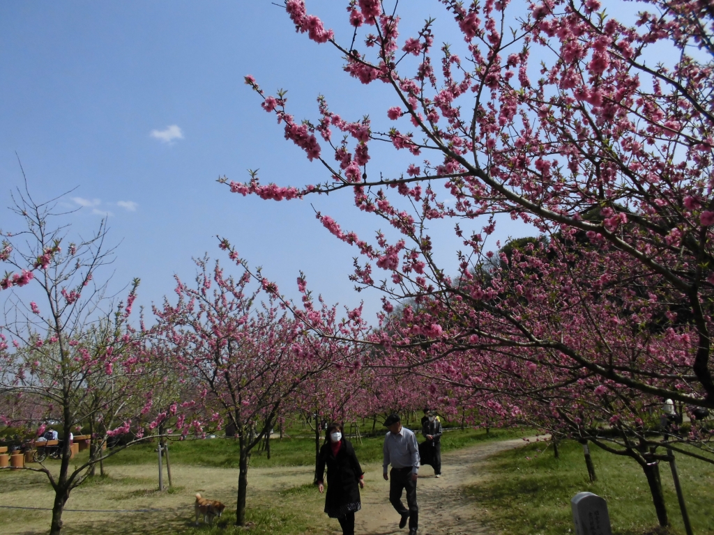 古河総合公園のはなもも6