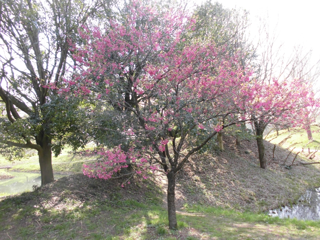 古河総合公園のはなもも7