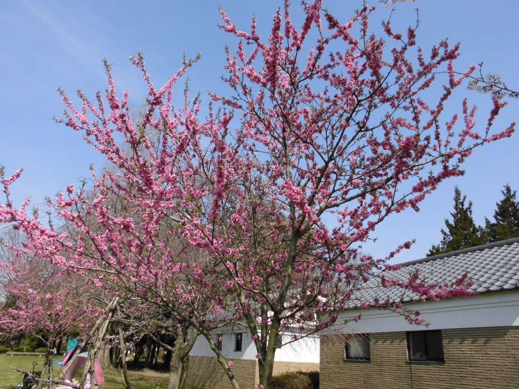 古河総合公園のはなもも8