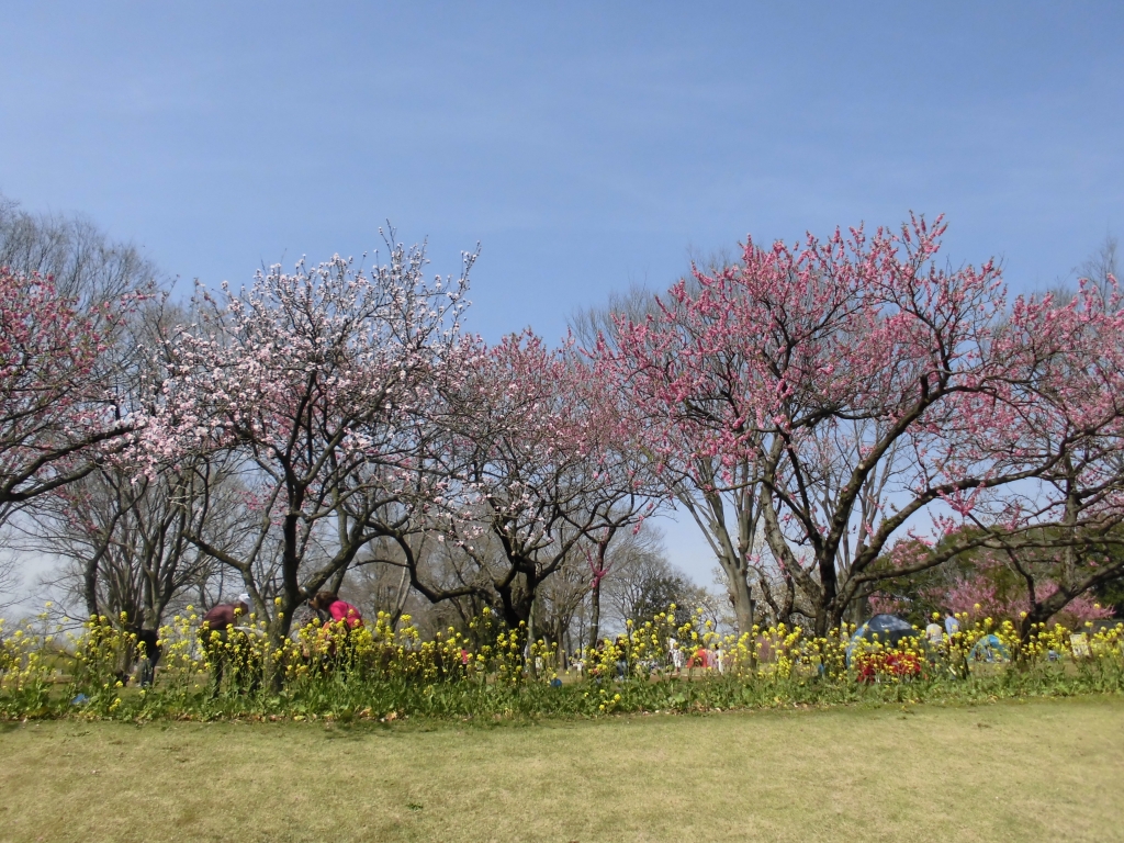 古河総合公園のはなもも9
