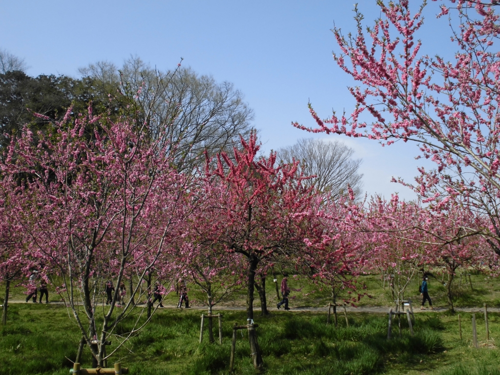 古河総合公園のはなもも10