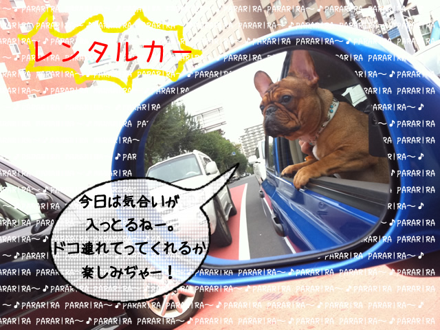 frenchbulldog 2che SDC 01