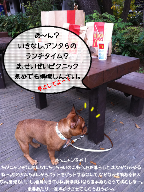 frenchbulldog 2che SDC 02