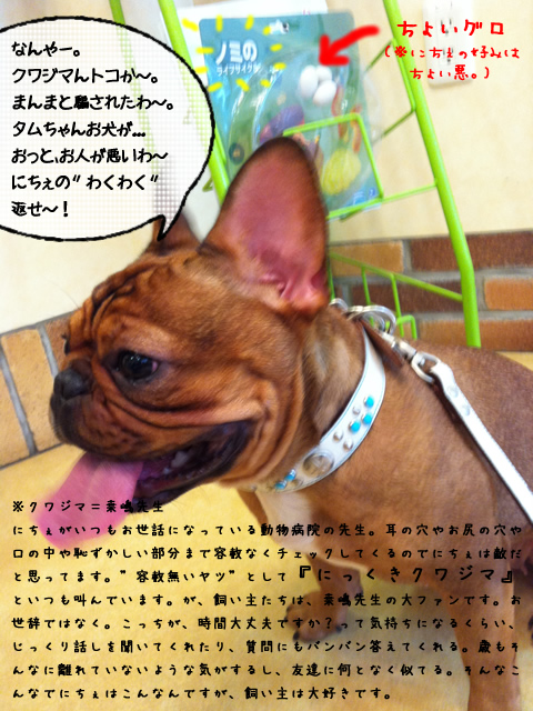 frenchbulldog 2che SDC 03