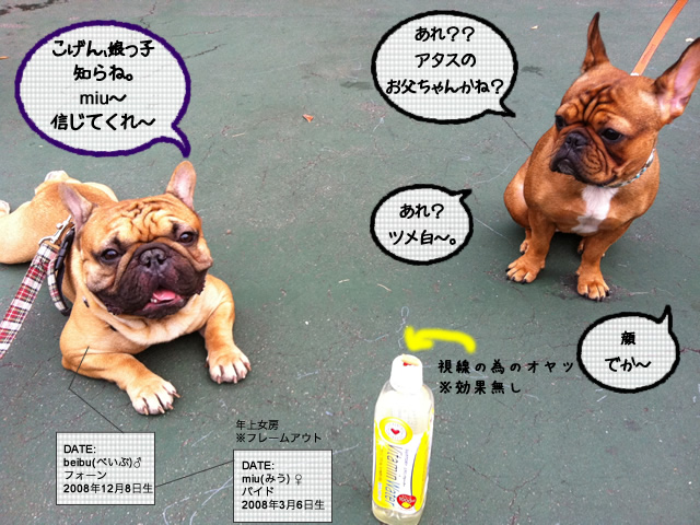 frenchbulldog 2che SDC 08