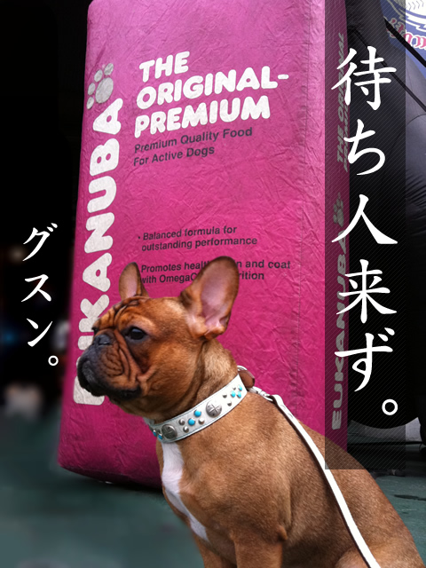 frenchbulldog 2che SDC 09