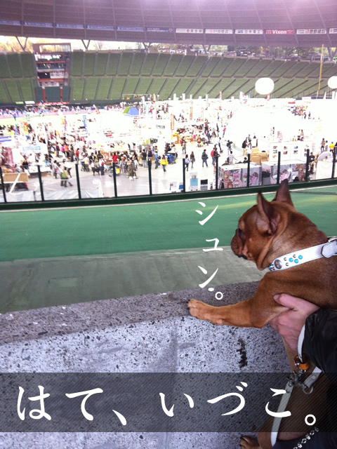 frenchbulldog 2che SDC 10