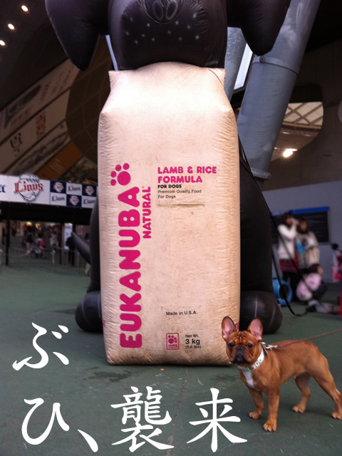frenchbulldog 2che SDC 11