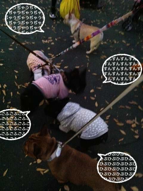 frenchbulldog 2che SDC 12