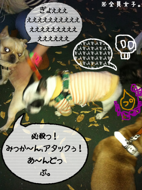 frenchbulldog 2che SDC 13