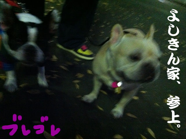 frenchbulldog 2che SDC 14