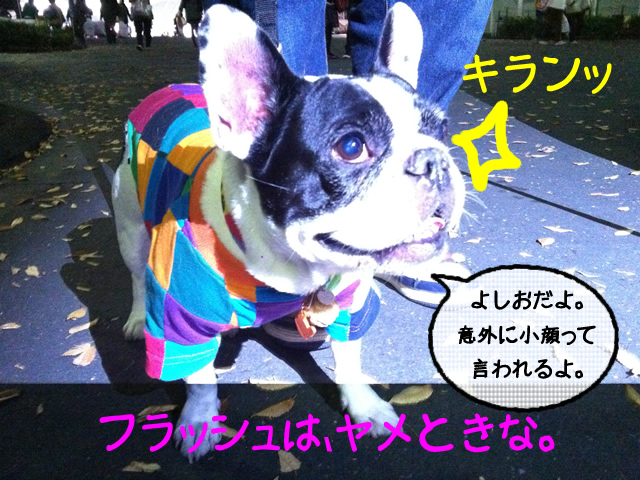 frenchbulldog 2che SDC 15