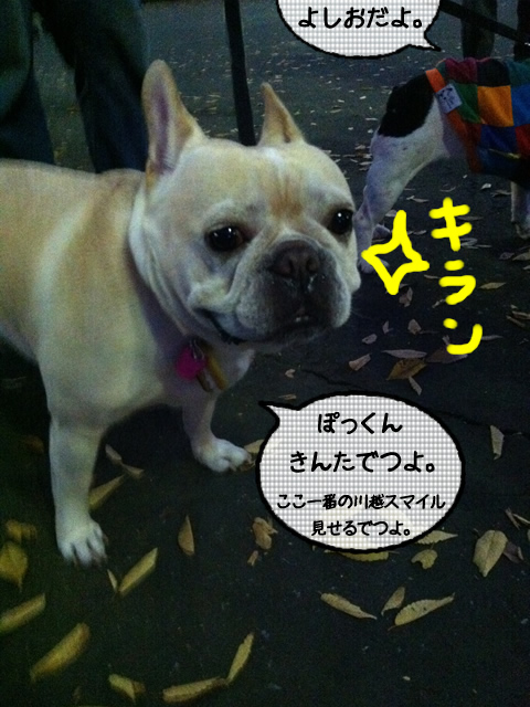 frenchbulldog 2che SDC 16