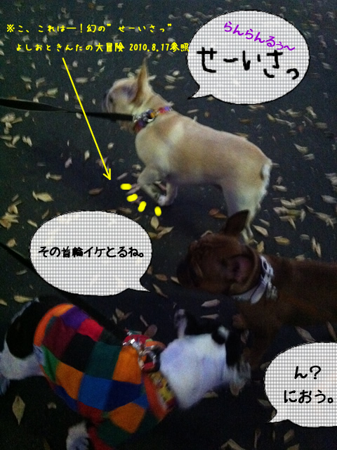 frenchbulldog 2che SDC 18