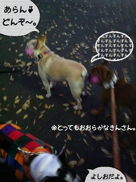 frenchbulldog 2che SDC 19