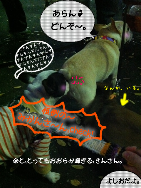 frenchbulldog 2che SDC 20
