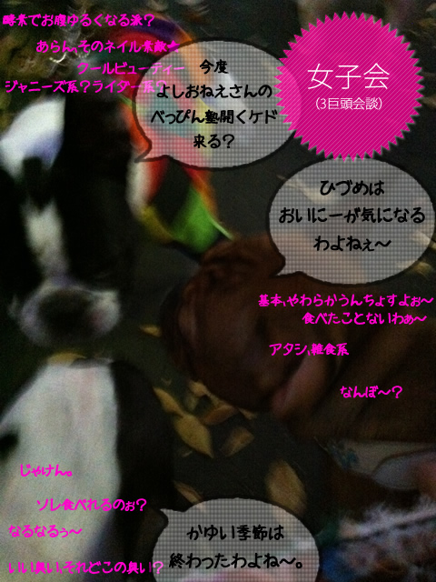 frenchbulldog 2che SDC 21