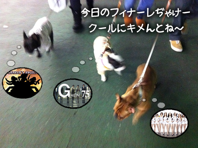 frenchbulldog 2che SDC 22