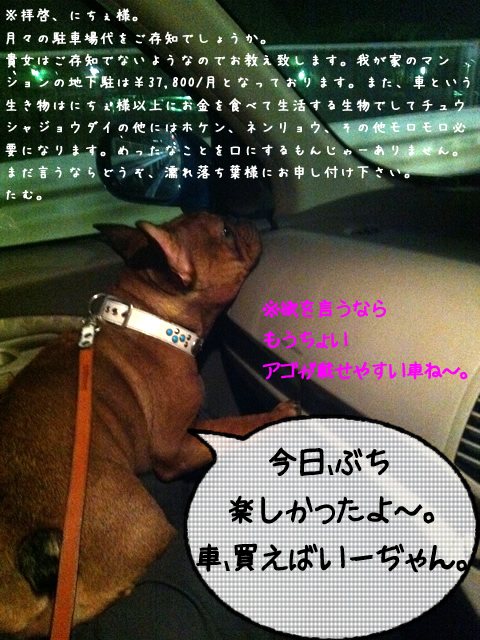 frenchbulldog 2che SDC 23