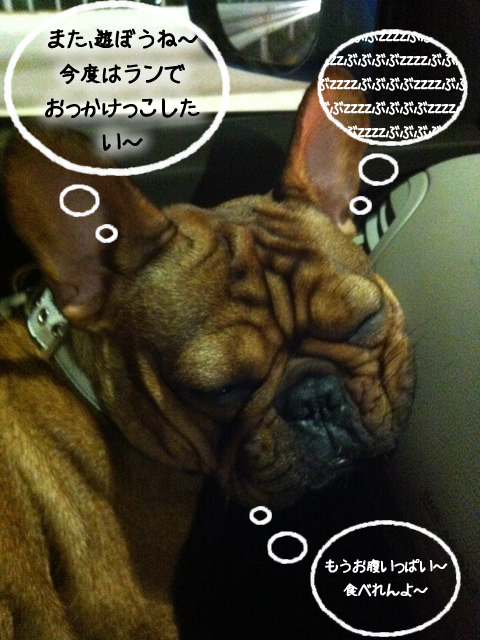 frenchbulldog 2che SDC 24
