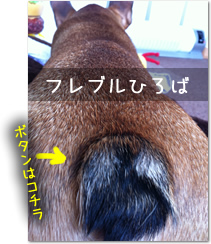 フレンチブルドッグひろば