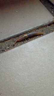 201107050815000.jpg