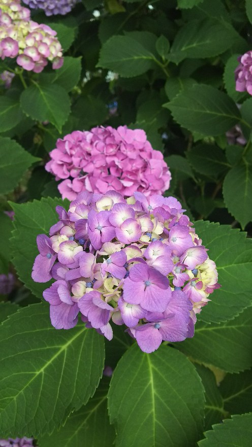DSC_4216.JPG