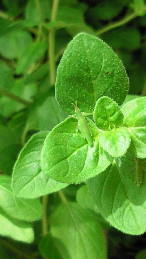 201006271248000.jpg