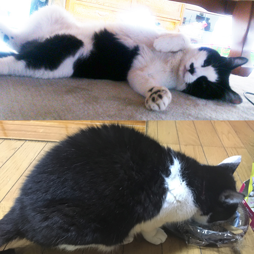 愛猫のぬいぐるみ ハチワレ 白黒猫 ウェイトキャット