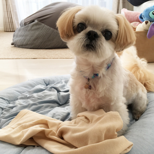 写真から ペットそっくり シーズーのぬいぐるみ 愛犬