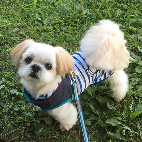 ペットロス 写真からぬいぐるみに制作 愛犬シーズー