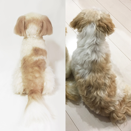愛犬の写真からぬいぐるみ製作 シーズー フムフム