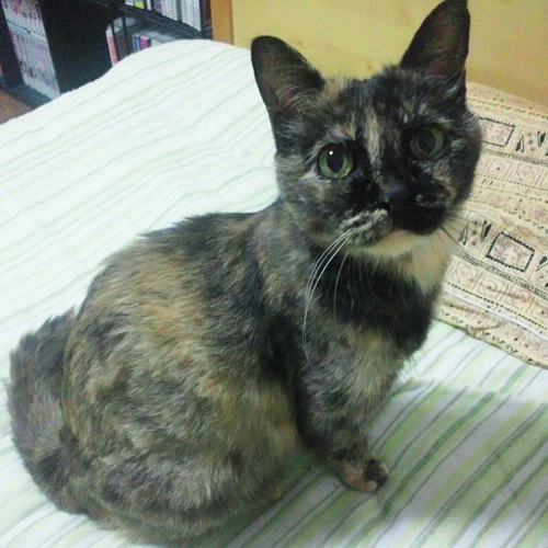 三毛猫 愛猫のぬいぐるみ ウェイトドールに