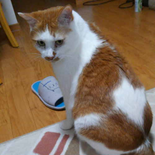 写真から制作 愛猫ペットのぬいぐるみ