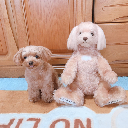 愛犬のウエイトドッグ ペットのぬいぐるみ ポメラニアン ポメプー