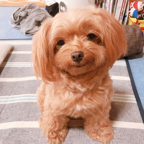 オーダーメイドぬいぐるみ 愛犬の写真 制作 ポメプー