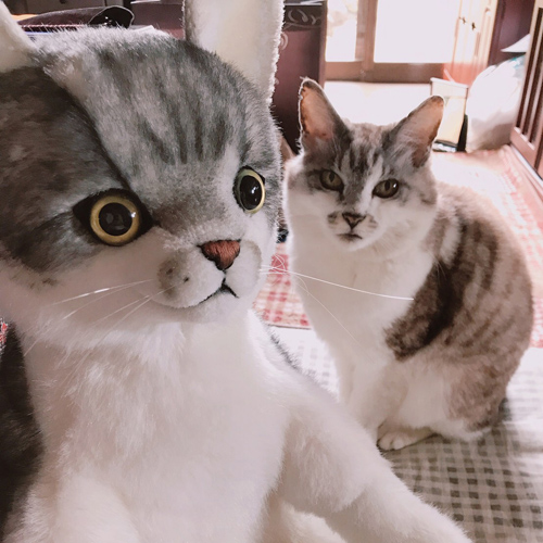 結婚式 両親へのプレゼント ウェイトドール ウェイトキャット