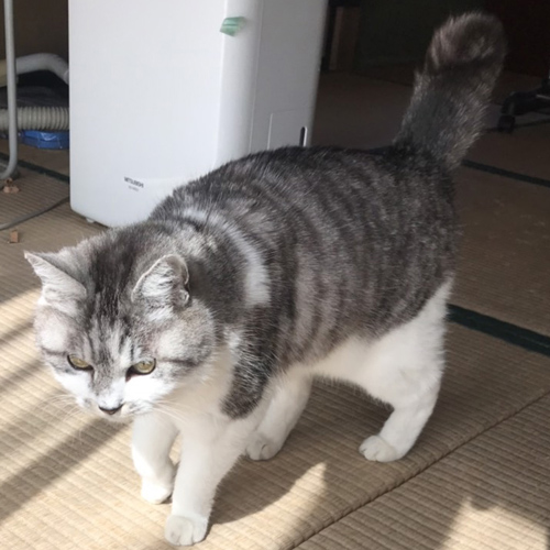 ペットそっくり ぬいぐるみ 愛猫 愛犬 体重ベア